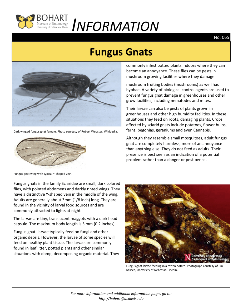 Fungus Gnats Bohart Museum of Entomology